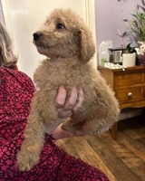 LAST 2 BOYS AND 3 GIRLS READY NOW  F1b minigoldenDOODLES +1(559) 745-5646 - Изображение #1, Объявление #1741312