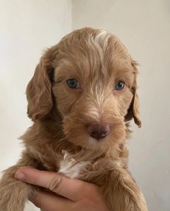Miniature Goldendoodle Puppies +1 (559) 745-5646 